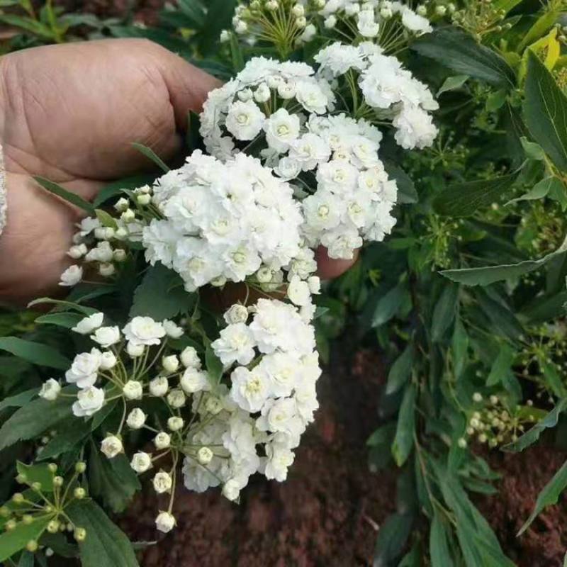 小手球开白色花多年生木本植物盆栽花卉客厅庭院花期