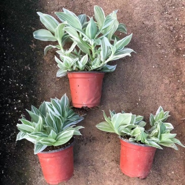 白色油画婚礼多头趣味植物垂吊竹梅白花紫露草观叶吸甲醛