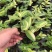 白色油画婚礼多头趣味植物垂吊竹梅白花紫露草观叶吸甲醛