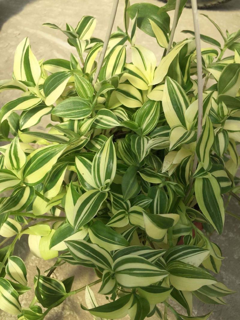 白色油画婚礼多头趣味植物垂吊竹梅白花紫露草观叶吸甲醛
