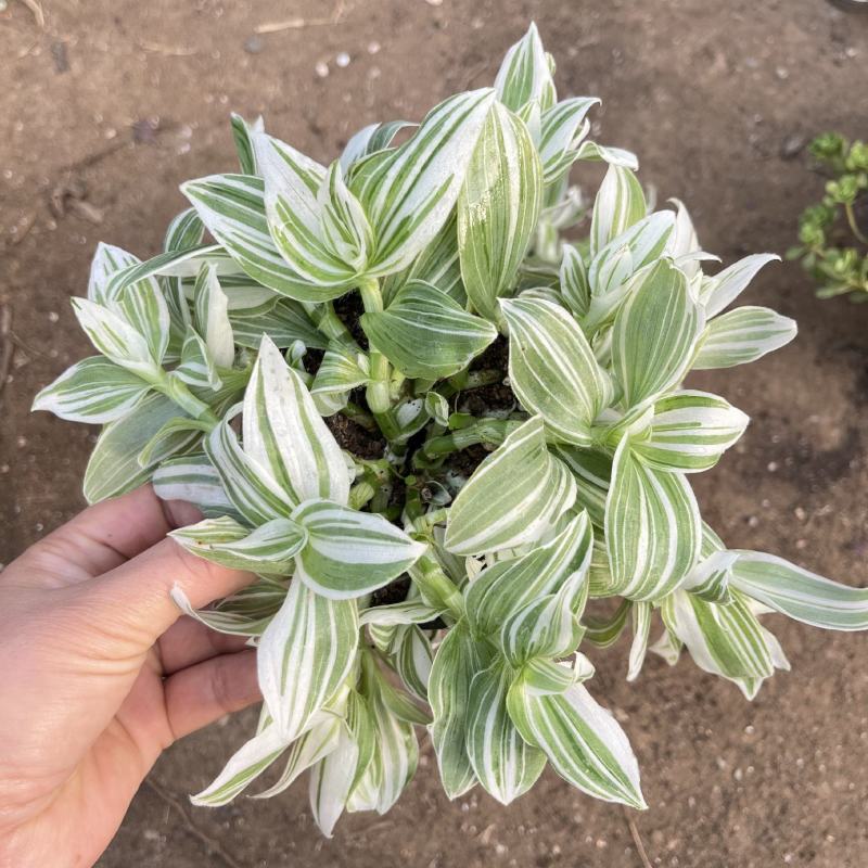 白色油画婚礼多头趣味植物垂吊竹梅白花紫露草观叶吸甲醛