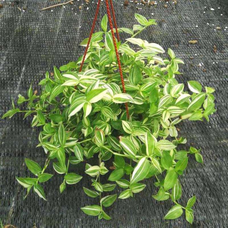 白色油画婚礼多头趣味植物垂吊竹梅白花紫露草观叶吸甲醛