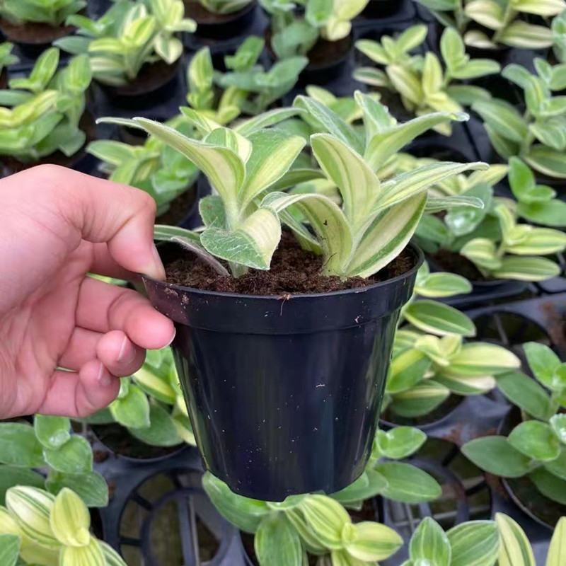 白色油画婚礼多头趣味植物垂吊竹梅白花紫露草观叶吸甲醛