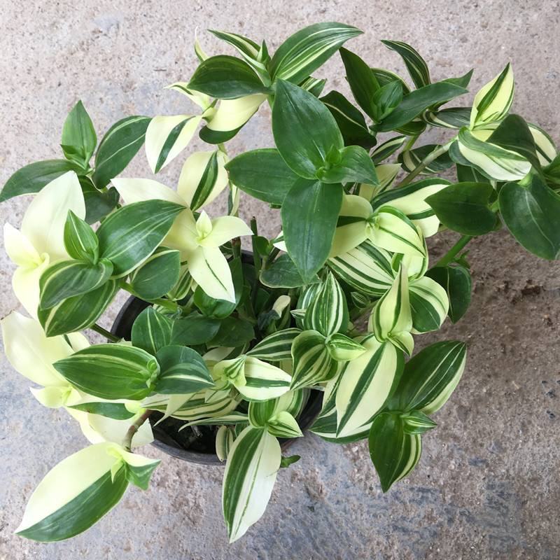 白色油画婚礼多头趣味植物垂吊竹梅白花紫露草观叶吸甲醛