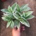 白色油画婚礼多头趣味植物垂吊竹梅白花紫露草观叶吸甲醛