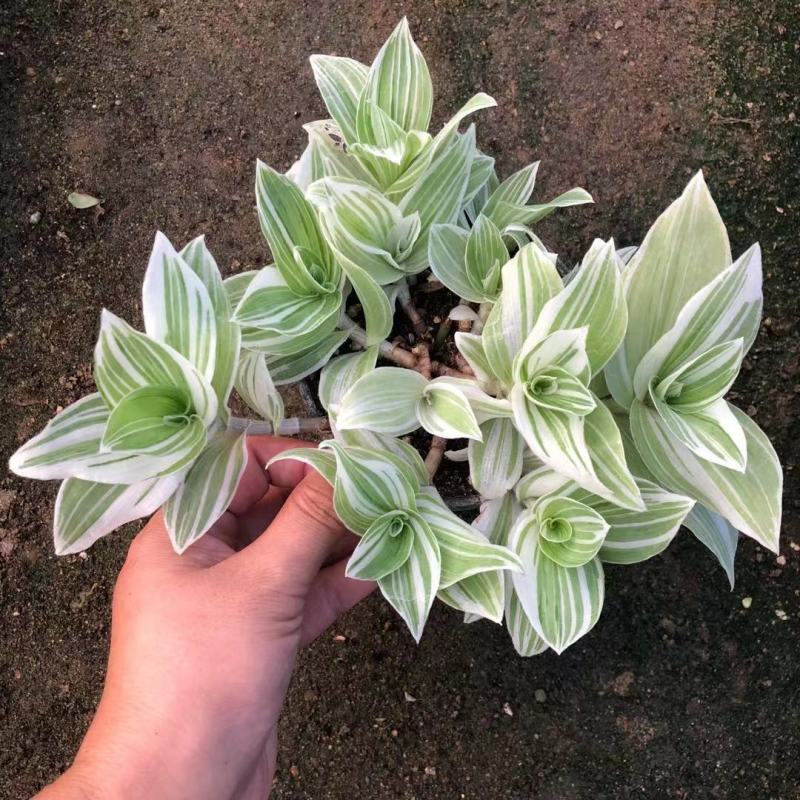 白色油画婚礼多头趣味植物垂吊竹梅白花紫露草观叶吸甲醛