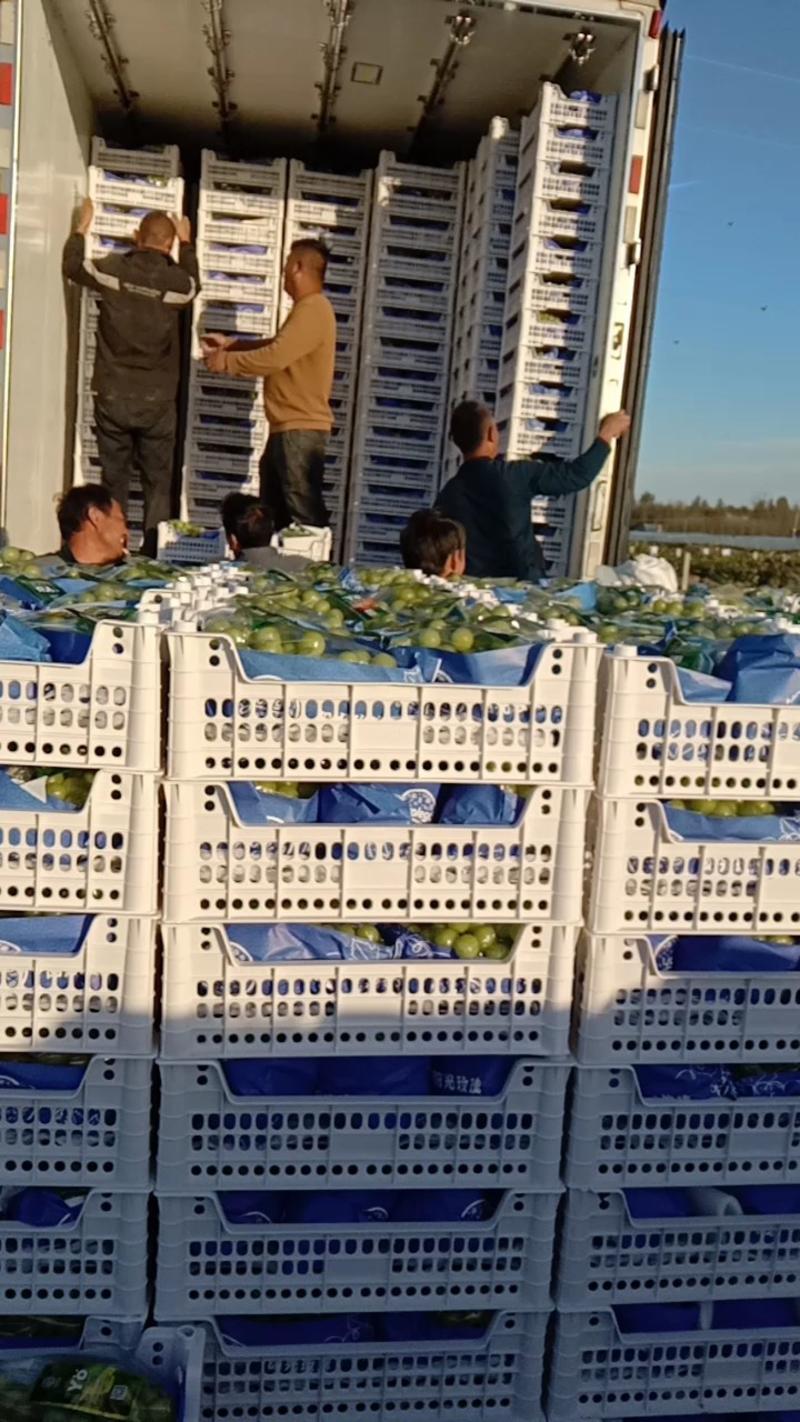 万亩精品阳光玫瑰大量供应，，品质好，糖度高，欢迎订购。