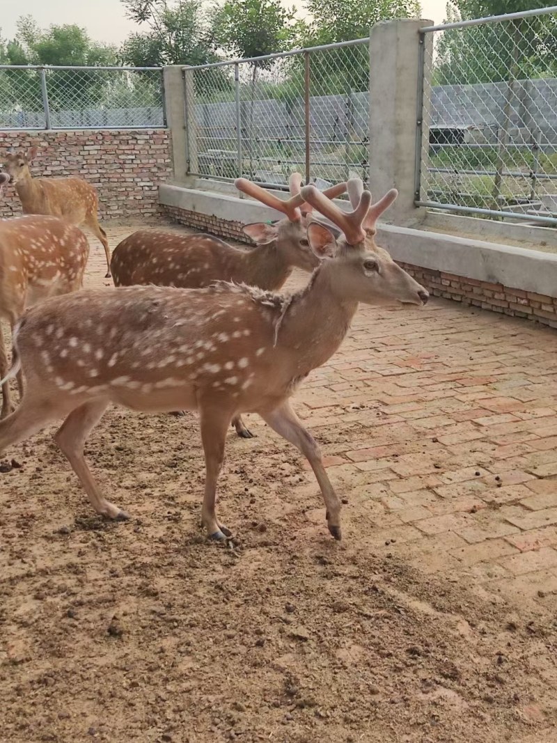 鸵鸟蛋