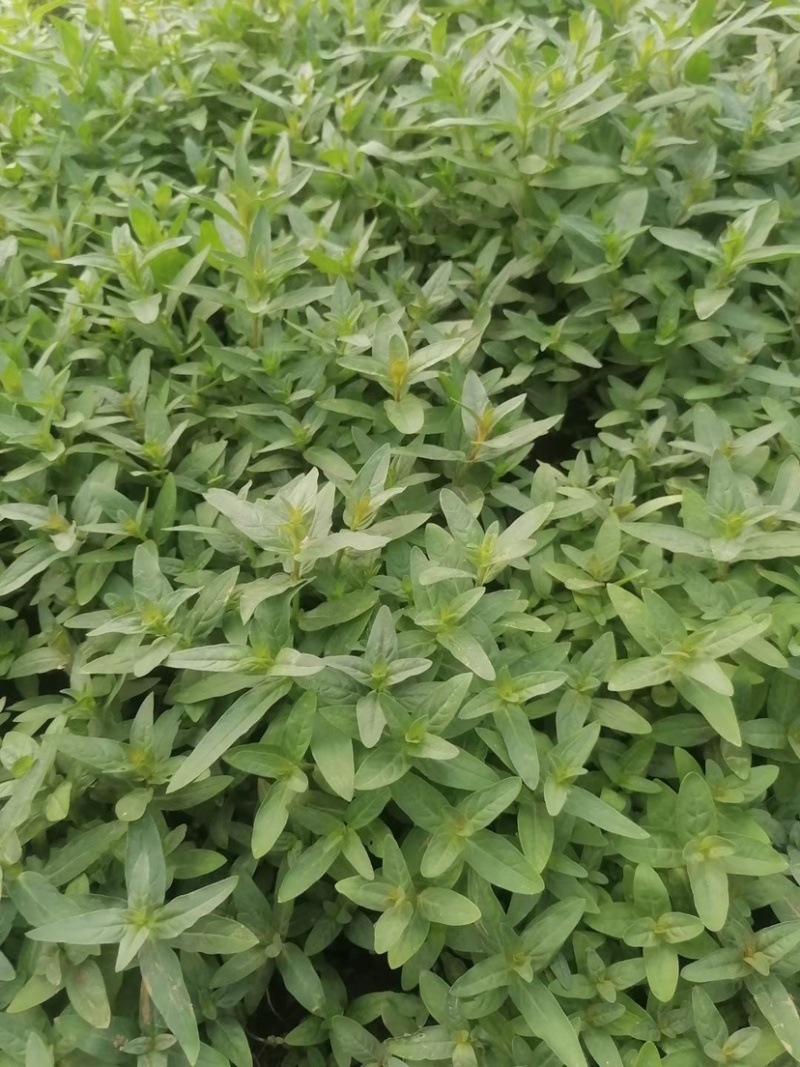千屈菜杯苗基地直供全国发货诚信经营规格齐全