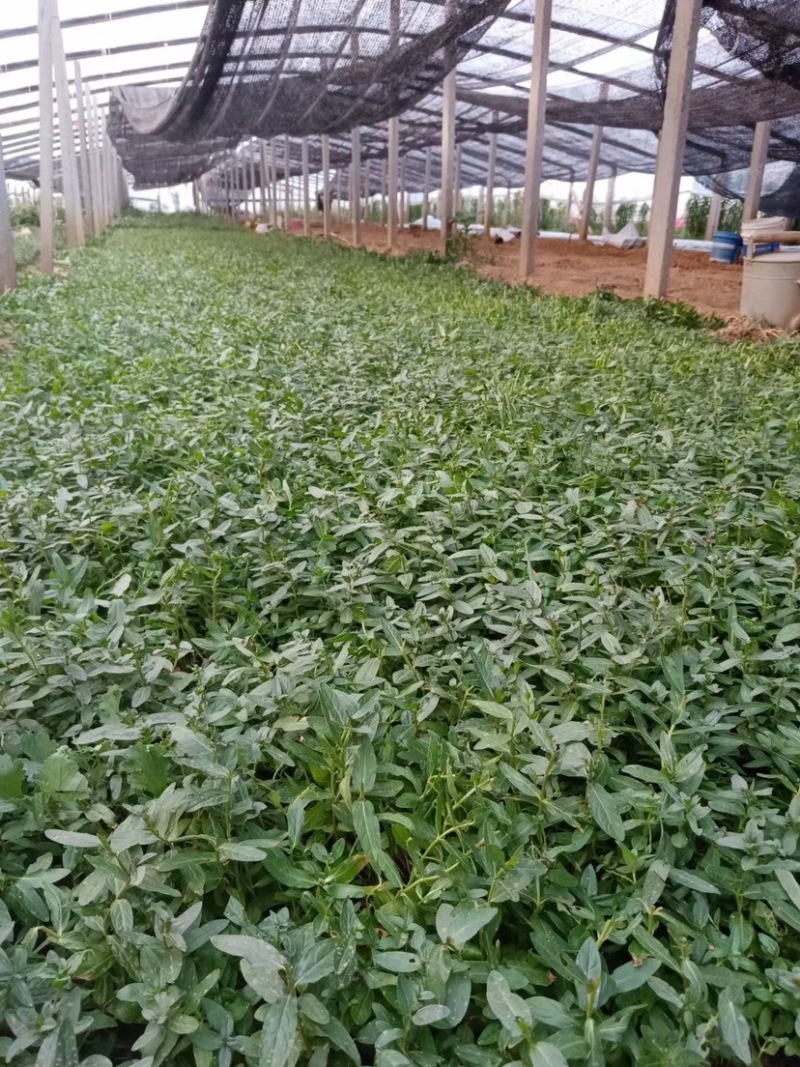 千屈菜杯苗基地直供全国发货诚信经营规格齐全