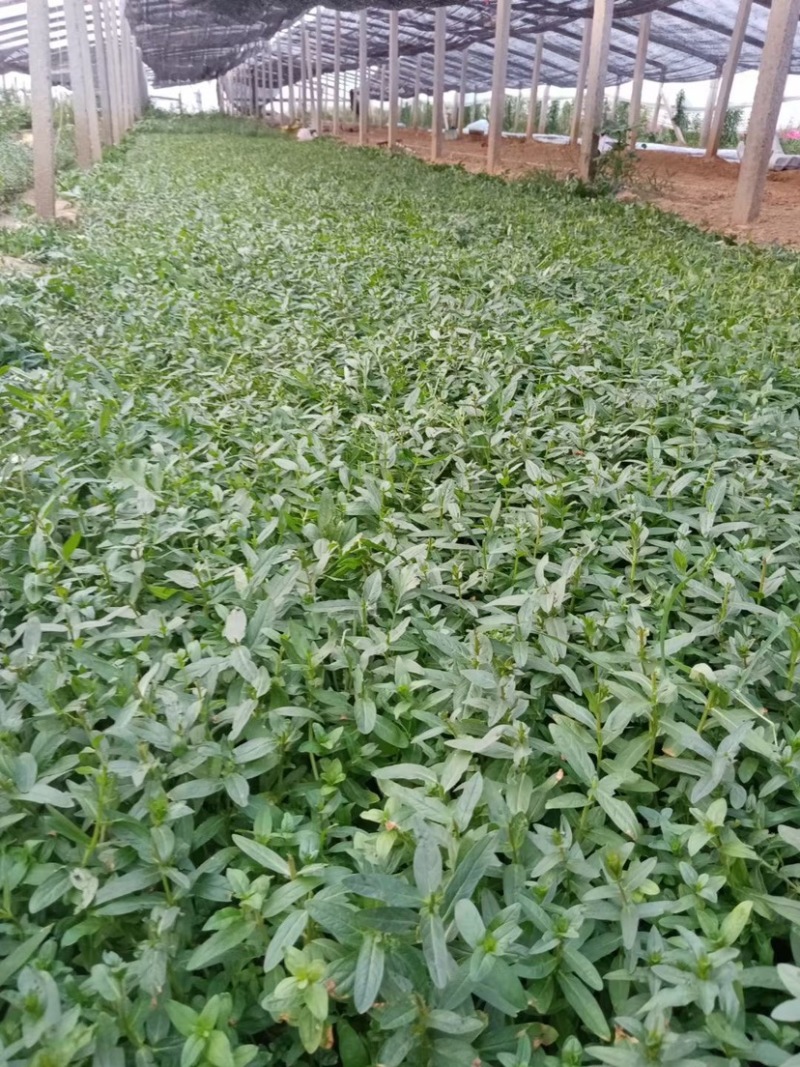 千屈菜杯苗基地直供全国发货诚信经营规格齐全