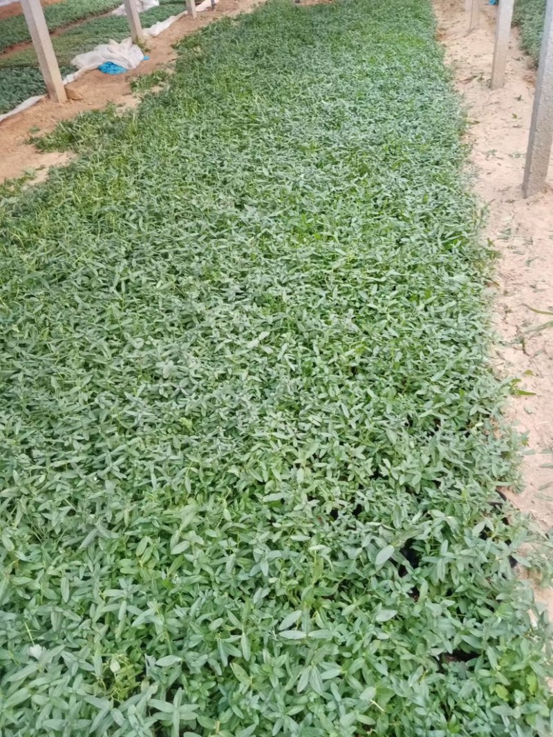 千屈菜杯苗基地直供全国发货诚信经营规格齐全