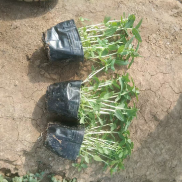 千屈菜杯苗基地直供全国发货诚信经营规格齐全
