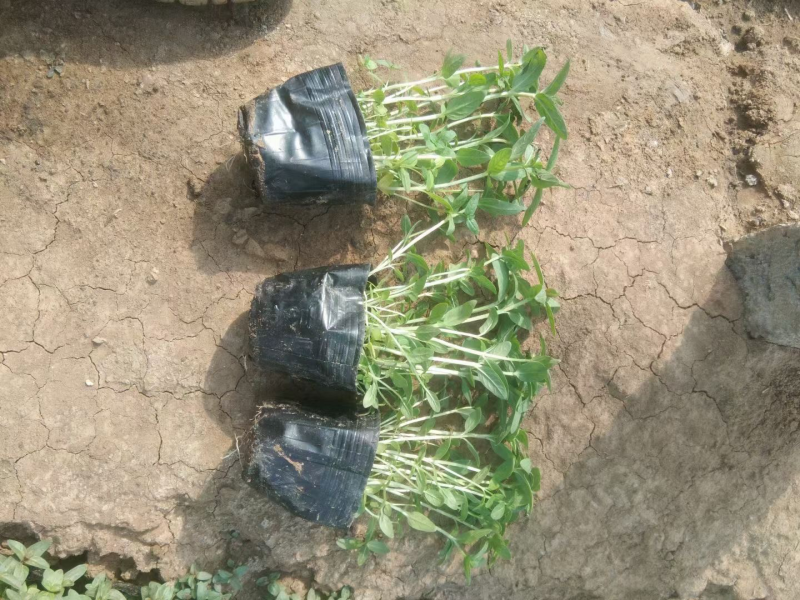 千屈菜杯苗基地直供全国发货诚信经营规格齐全