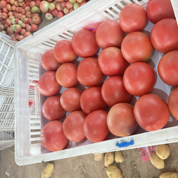 山东省聊城市蔬菜产地硬粉西红柿大量供应中