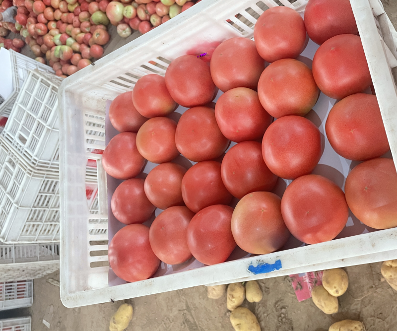 山东省聊城市蔬菜产地硬粉西红柿大量供应中