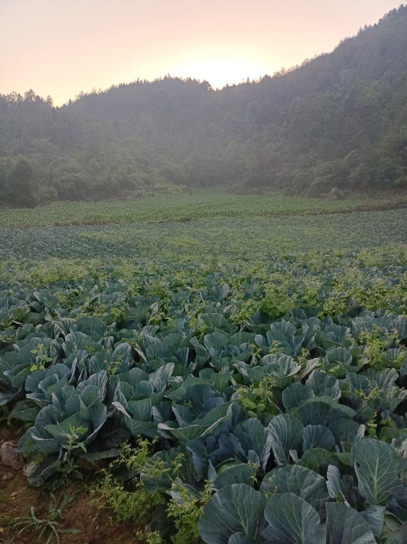 甘蓝，圆包菜