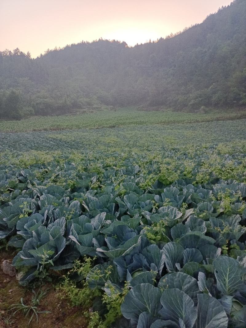 甘蓝，圆包菜