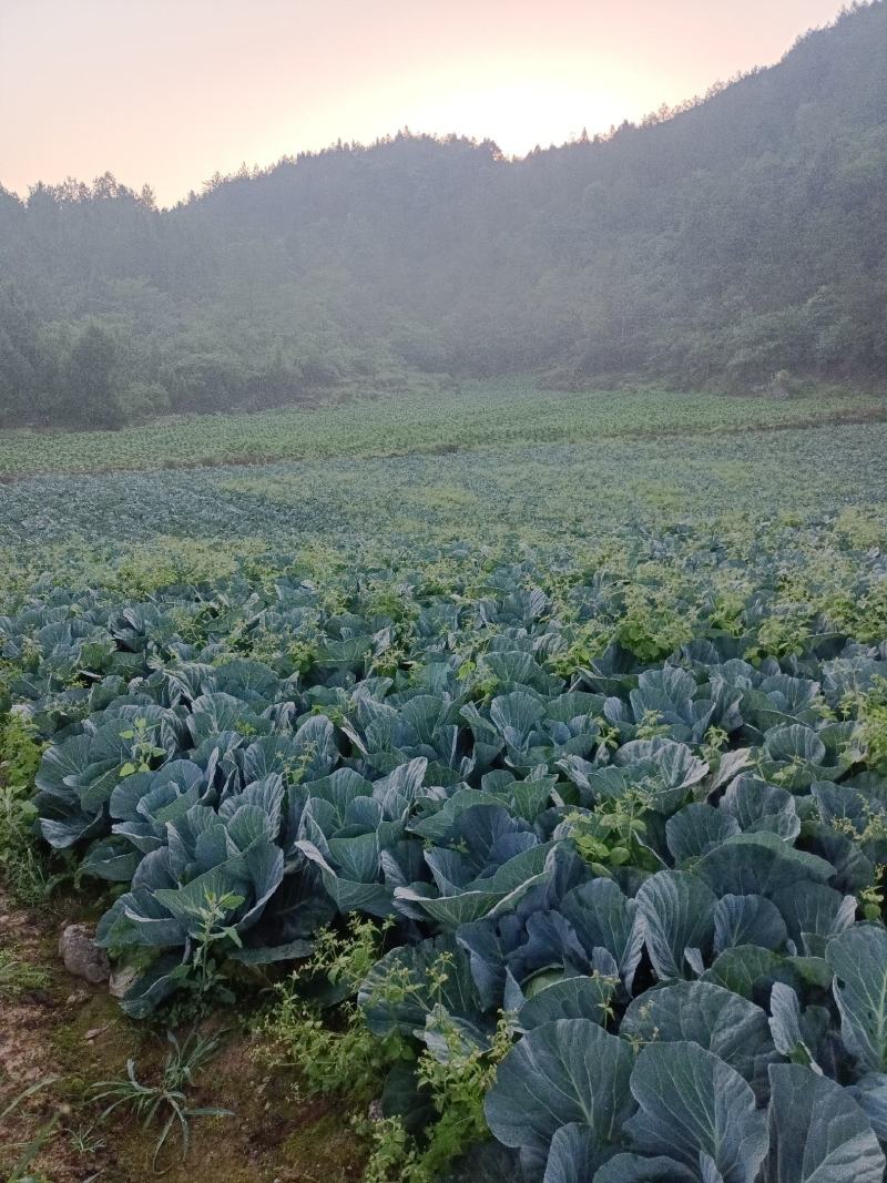 甘蓝，圆包菜