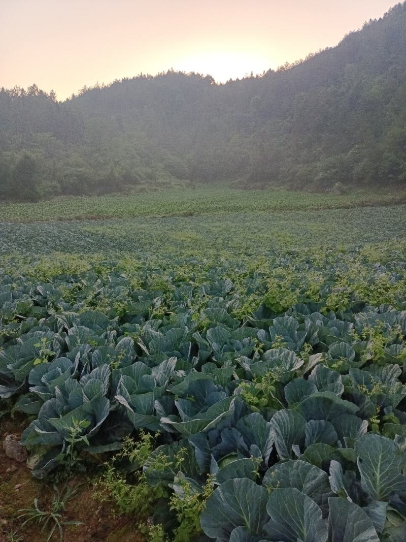 甘蓝，圆包菜