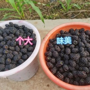 黑莓鲜果