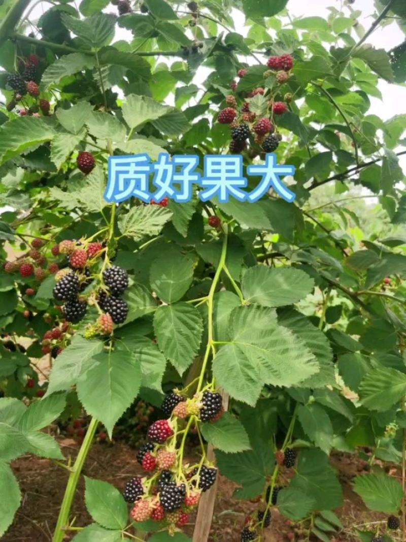 黑莓鲜果