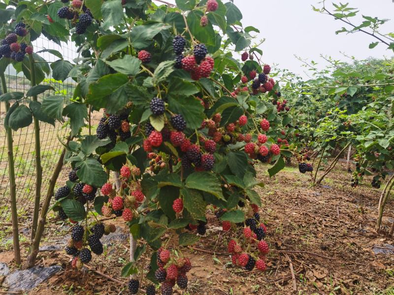 黑莓鲜果