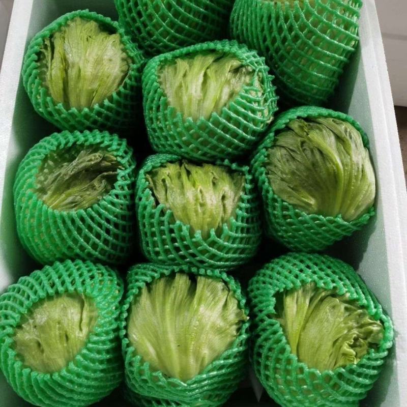 【生菜】善和圆鑫精品球生菜基地种植冷库加工品质保证