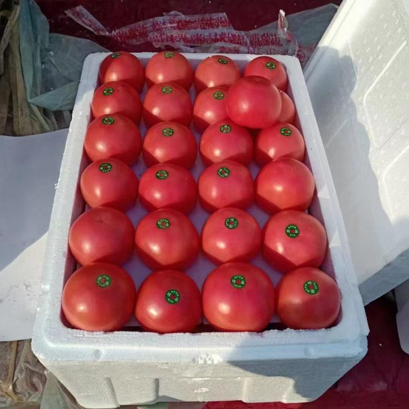 【优选】硬粉西红柿多汁番茄代发全国市场对接商超电商