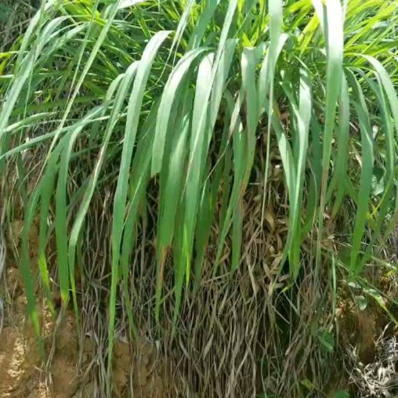 西双版纳香茅草，可随时采摘，量大从优，供应全国市场