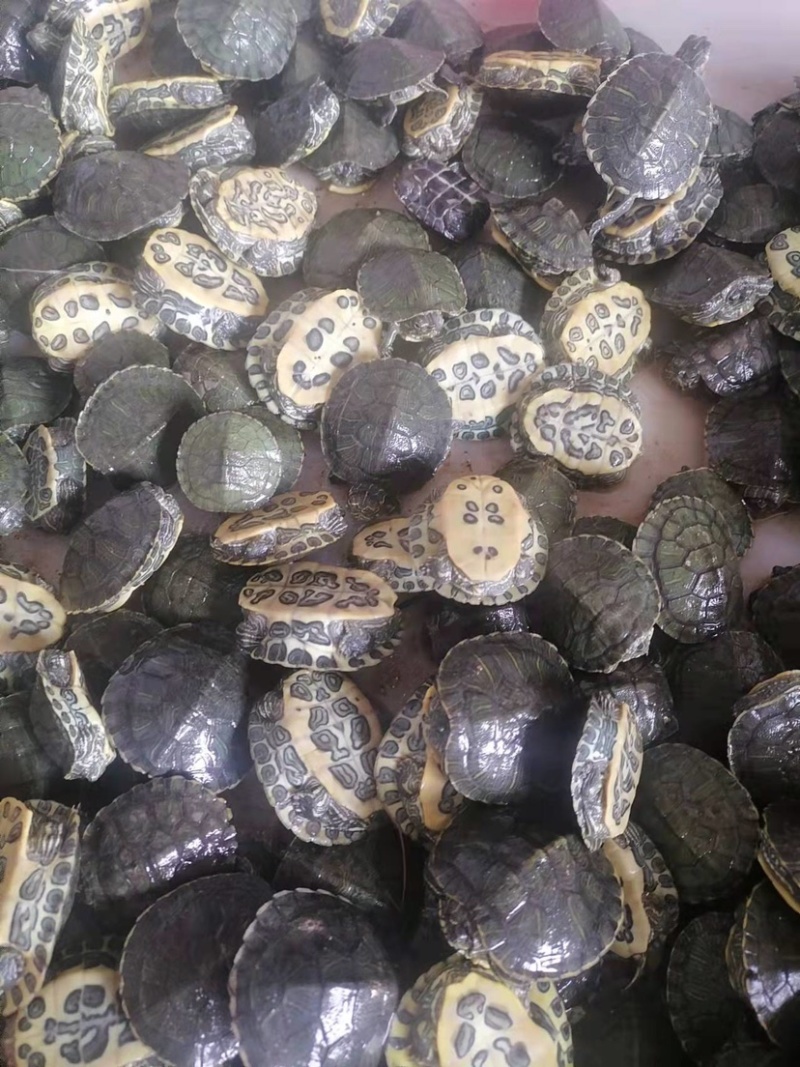 巴西龟，草龟，甲鱼🐢物美价廉