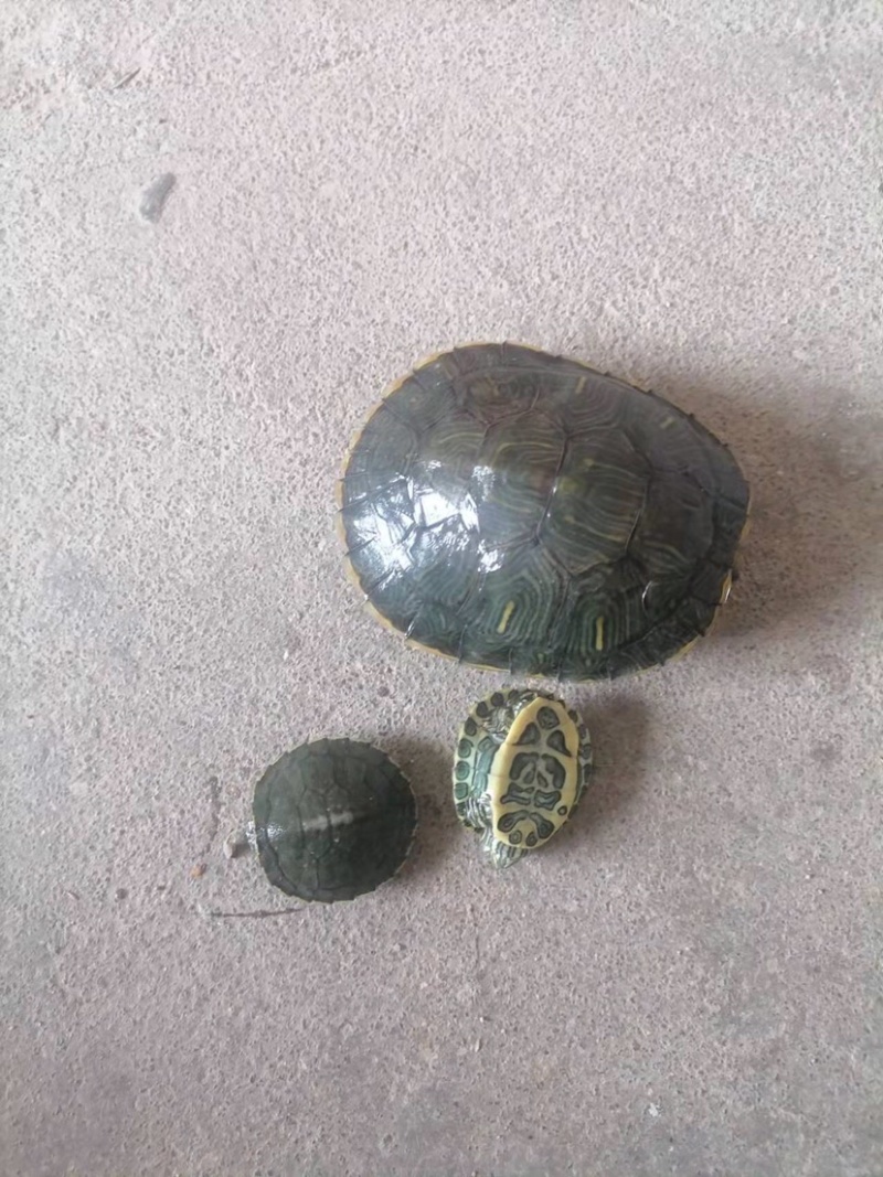 巴西龟，草龟，甲鱼🐢物美价廉