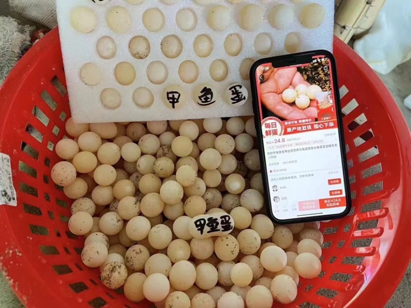 巴西龟，草龟，甲鱼🐢物美价廉