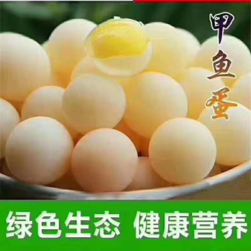 巴西龟，草龟，甲鱼🐢物美价廉