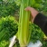甘肃芹菜定西大芹菜精品西芹产区直供新鲜直采实力代办发全国