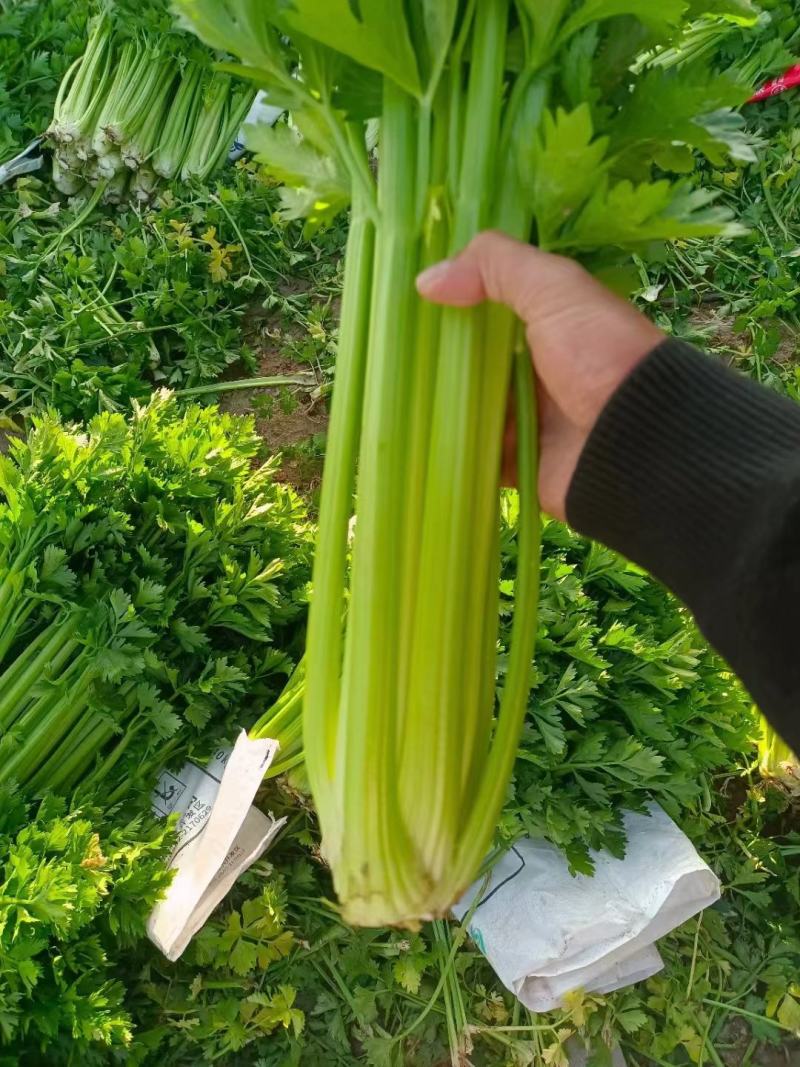 甘肃芹菜定西大芹菜精品西芹产区直供新鲜直采实力代办发全国
