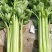 甘肃芹菜定西大芹菜精品西芹产区直供新鲜直采实力代办发全国
