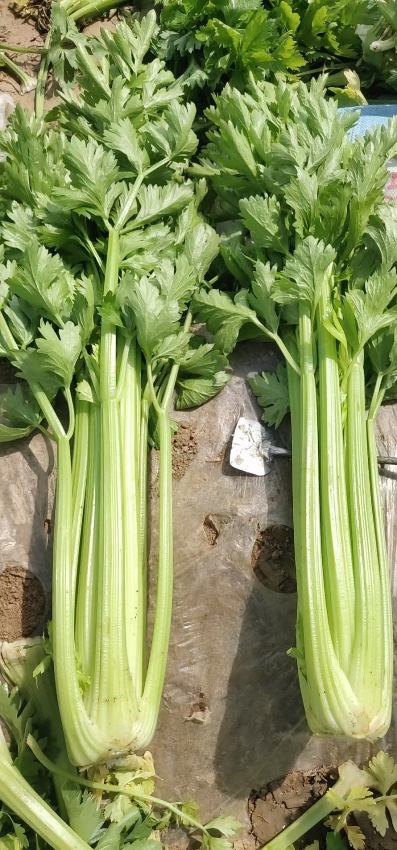 甘肃芹菜定西大芹菜精品西芹产区直供新鲜直采实力代办发全国
