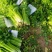 甘肃芹菜定西大芹菜精品西芹产区直供新鲜直采实力代办发全国