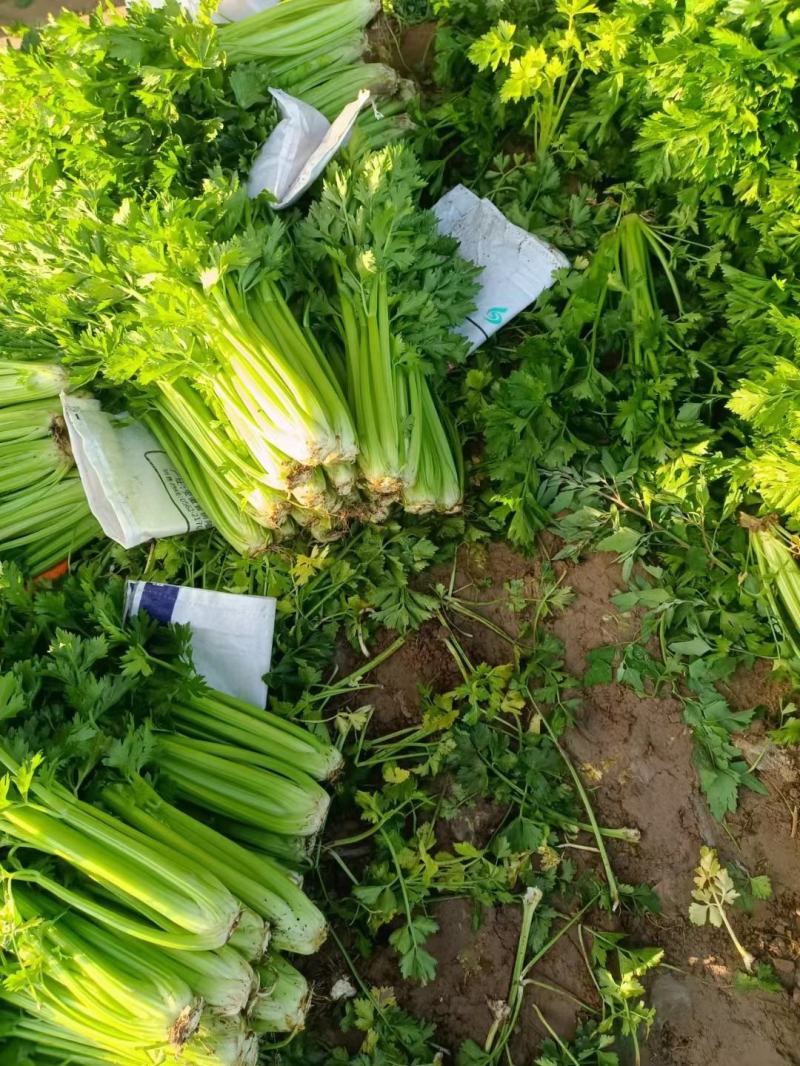甘肃芹菜定西大芹菜精品西芹产区直供新鲜直采实力代办发全国