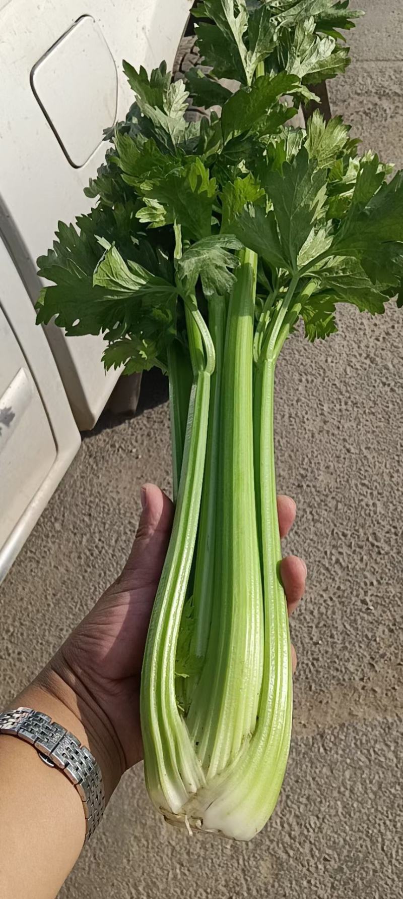 甘肃芹菜定西大芹菜精品西芹产区直供新鲜直采实力代办发全国
