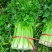 甘肃芹菜定西大芹菜精品西芹产区直供新鲜直采实力代办发全国