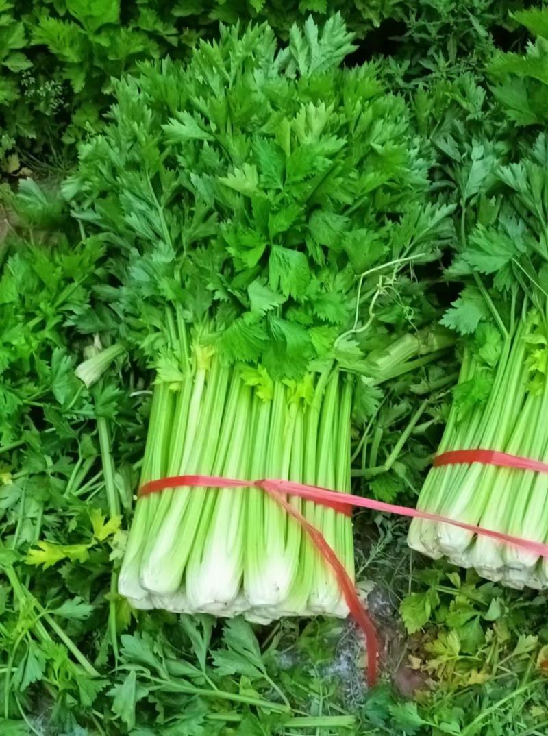 甘肃芹菜定西大芹菜精品西芹产区直供新鲜直采实力代办发全国