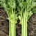甘肃芹菜定西大芹菜精品西芹产区直供新鲜直采实力代办发全国