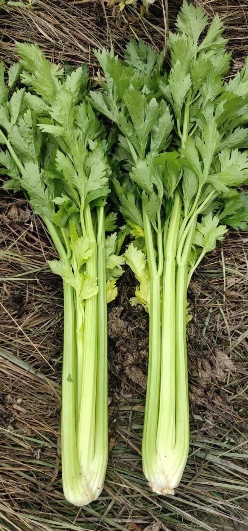 甘肃芹菜定西大芹菜精品西芹产区直供新鲜直采实力代办发全国