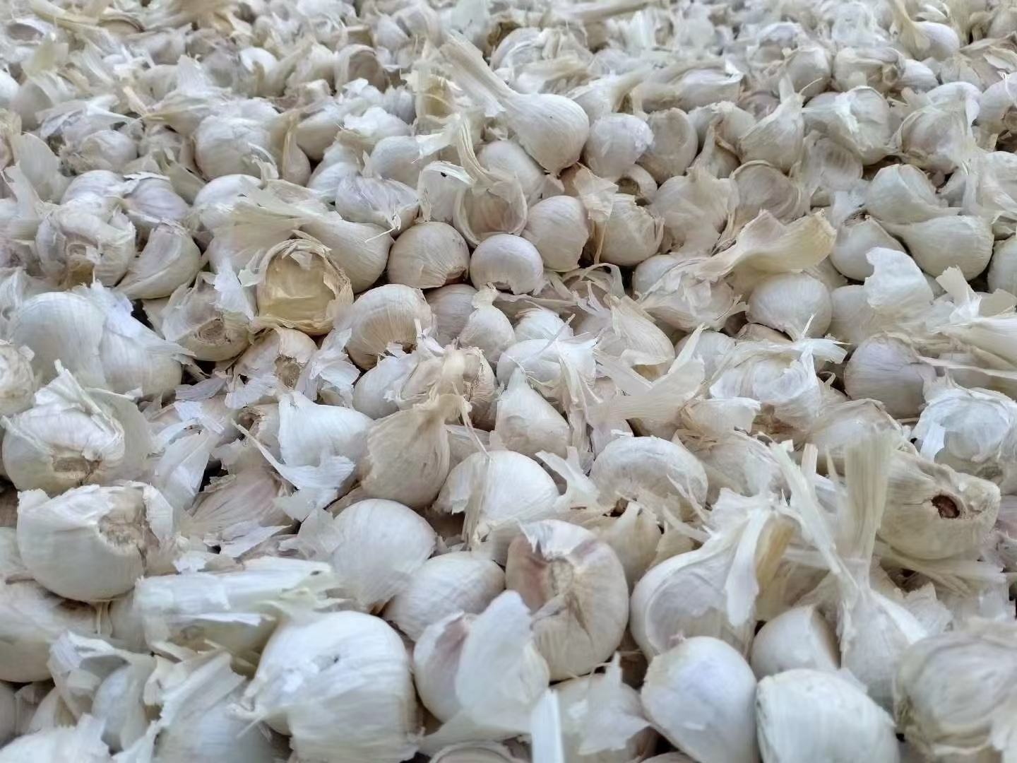 红蒜与白蒜对比图