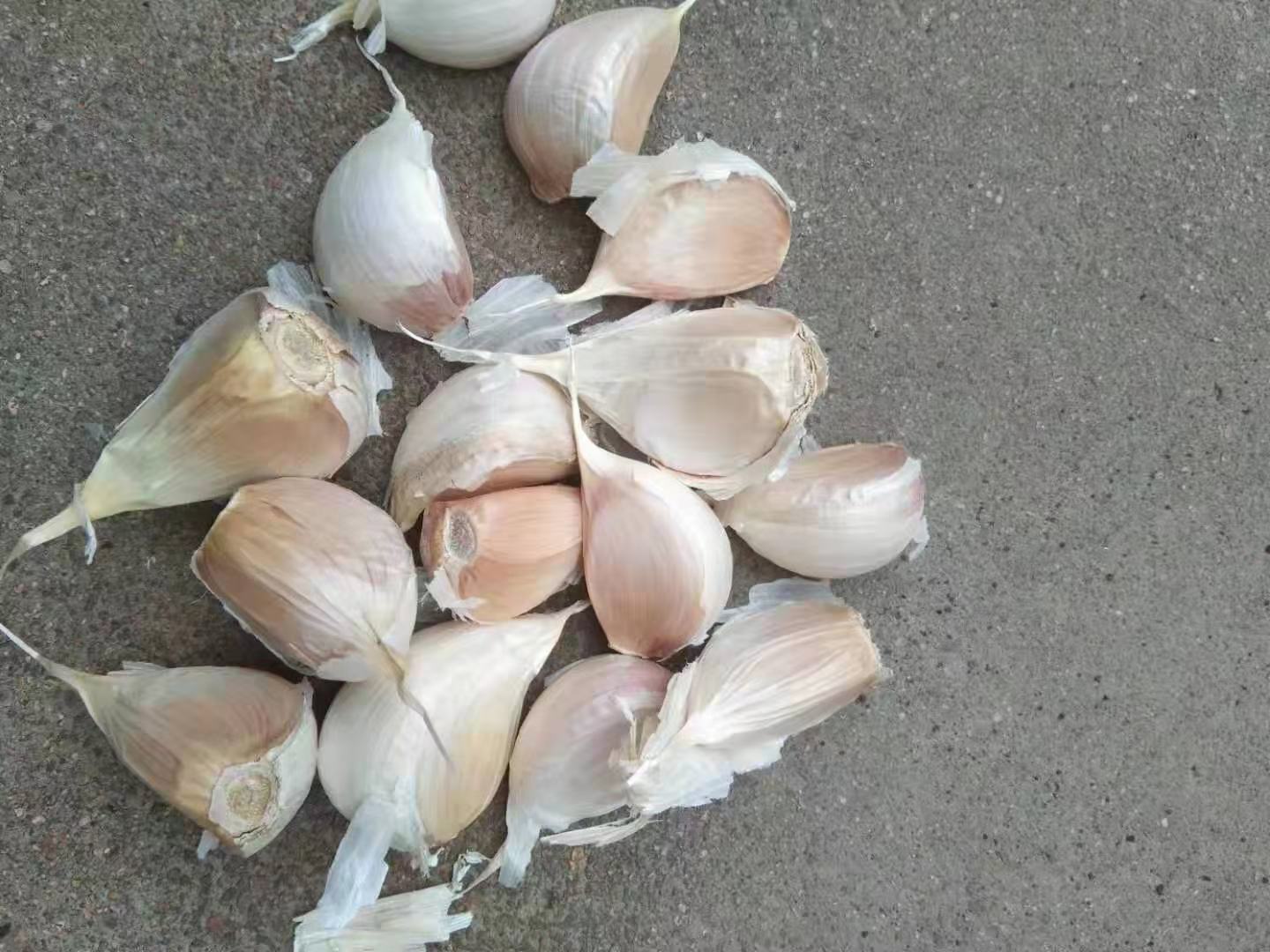 云南大理高山大蒜种植基地航拍图 航拍视角下的云南大理高山大蒜种植基地,梯田状分布,土壤呈暗红色,农民正在田间采收大蒜,远处可见苍山雪顶