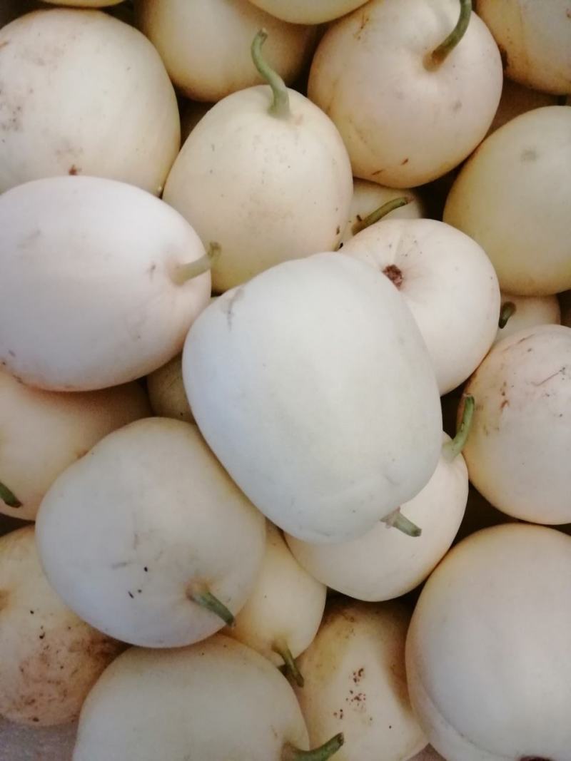 白翠蜜瓜