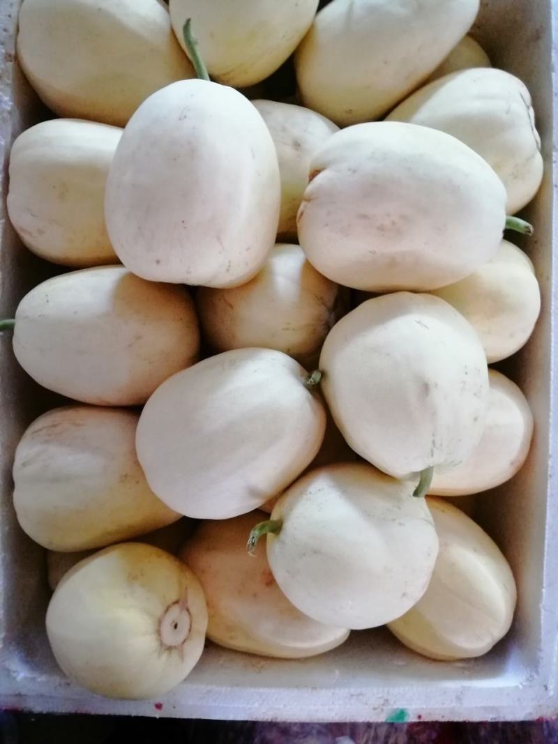 白翠蜜瓜