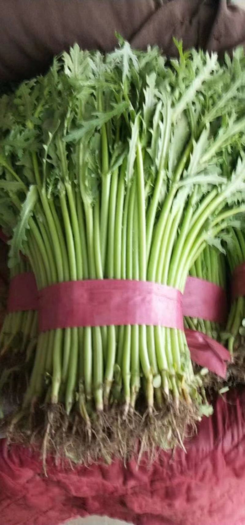 【优选】新鲜光杆小叶茼蒿皇帝菜对接市场电商商超